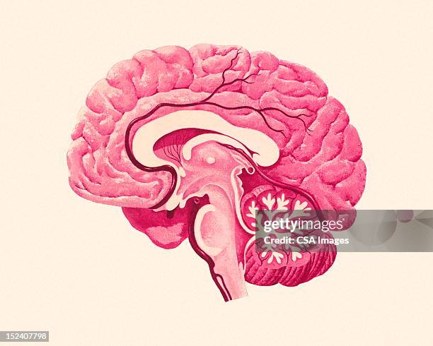ilustraciones, imágenes clip art, dibujos animados e iconos de stock de sección transversal de un cerebro - interior