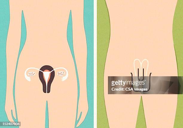 ilustrações de stock, clip art, desenhos animados e ícones de órgãos sexuais masculinos e femininos - sistema reprodutor feminino
