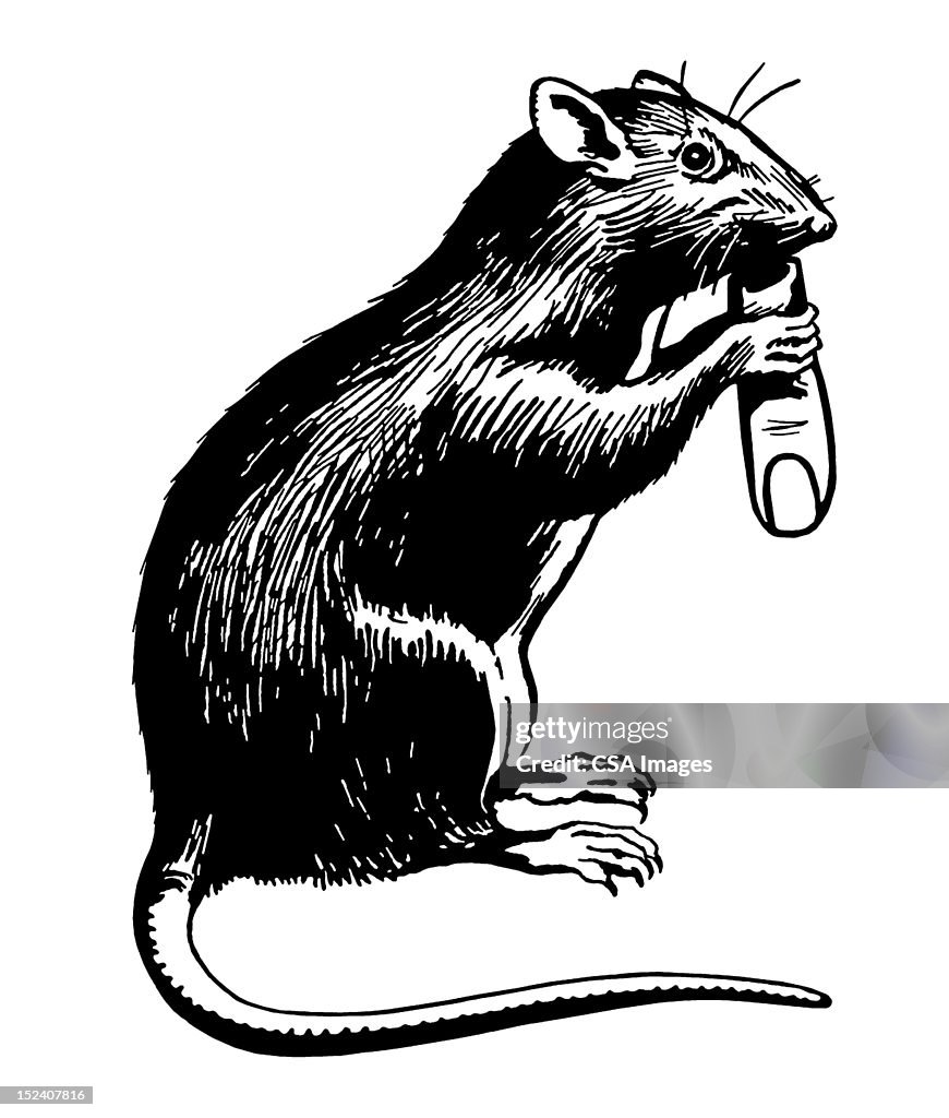Rat Holding Finger
