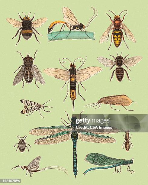 stockillustraties, clipart, cartoons en iconen met various flying insects - insect