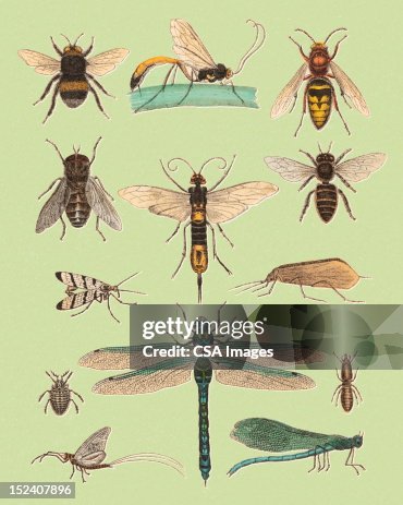 Various Flying Insects High-Res Vector Graphic - Getty Images