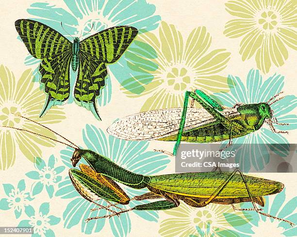 Mantis Wing Pattern Praying Mantis Wings Photos and Premium High Res Pictures - Getty Images