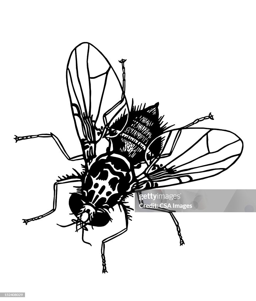 Mosca doméstica
