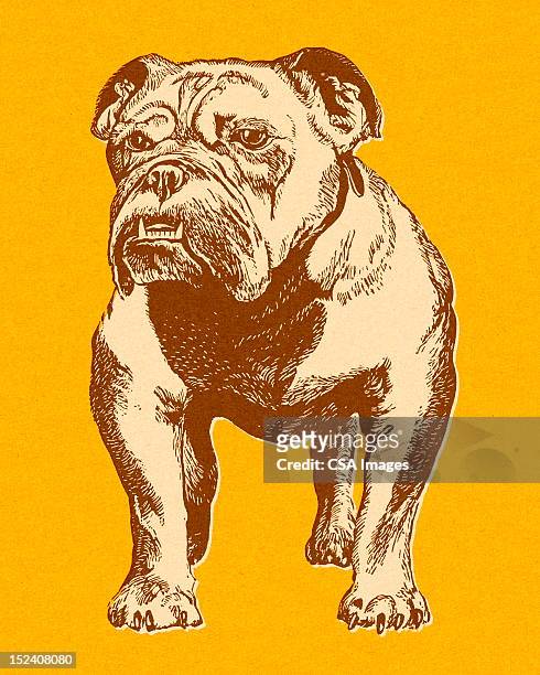bulldog - bulldog stock illustrations