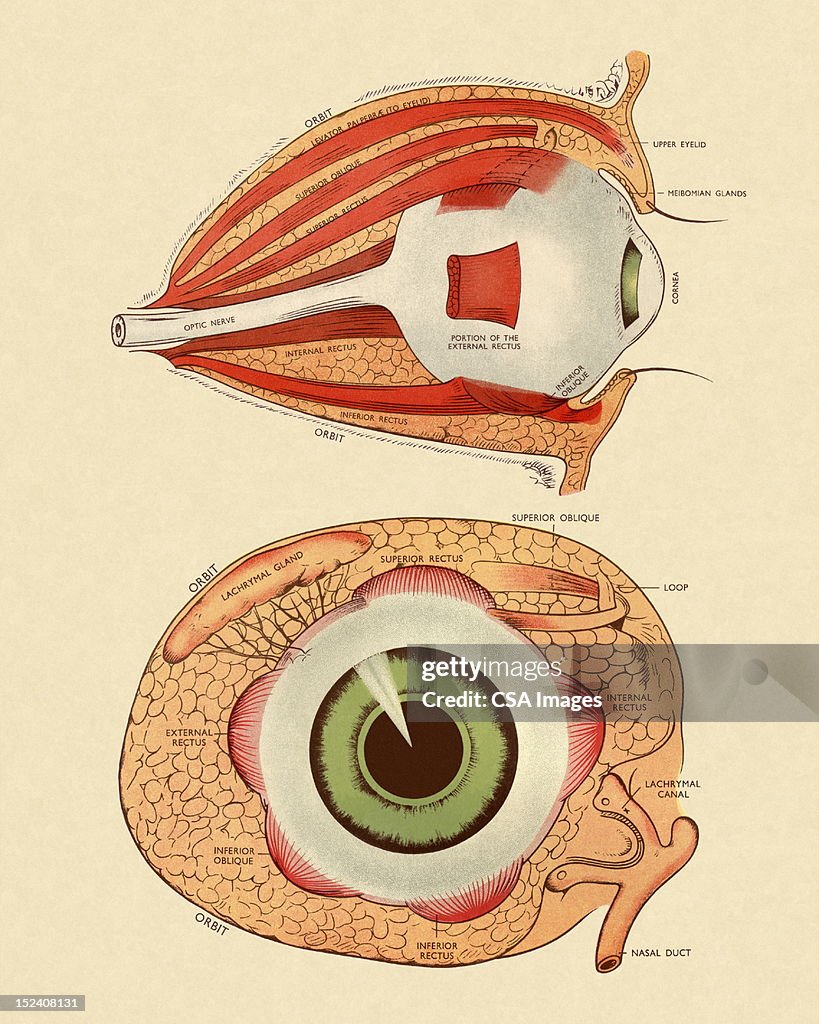 Lab Side Eye Eye Anatomy Side View