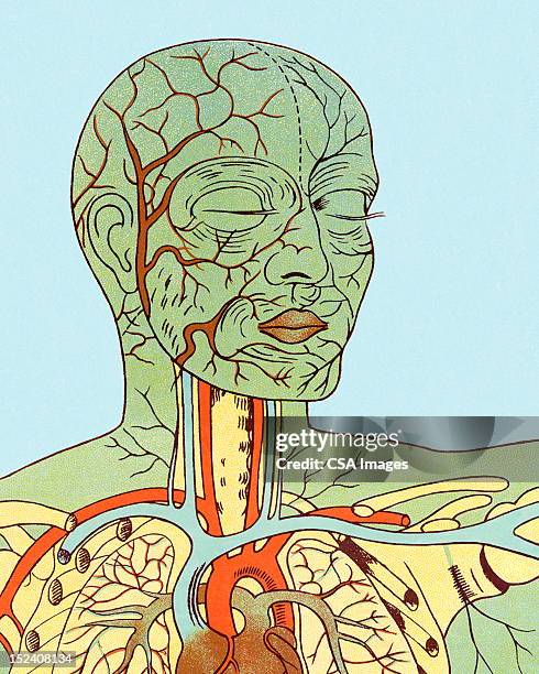 anatomy of head and chest - human head veins stock illustrations