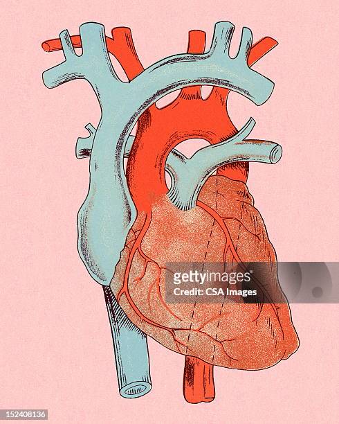heart diagram - blood flow stock illustrations