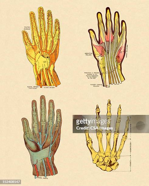 four views of hand - tendon stock illustrations