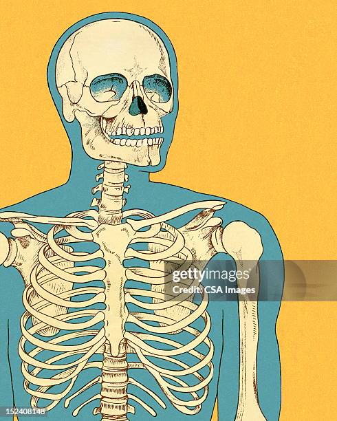 human skeleton - human rib cage stock illustrations