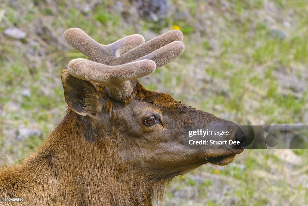 Caribou (reindeer) , Banff, Alberta, Canada