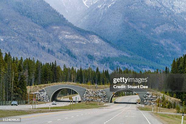 wildlife overpass crossing, banff, alberta, canada - crossing sign - fotografias e filmes do acervo