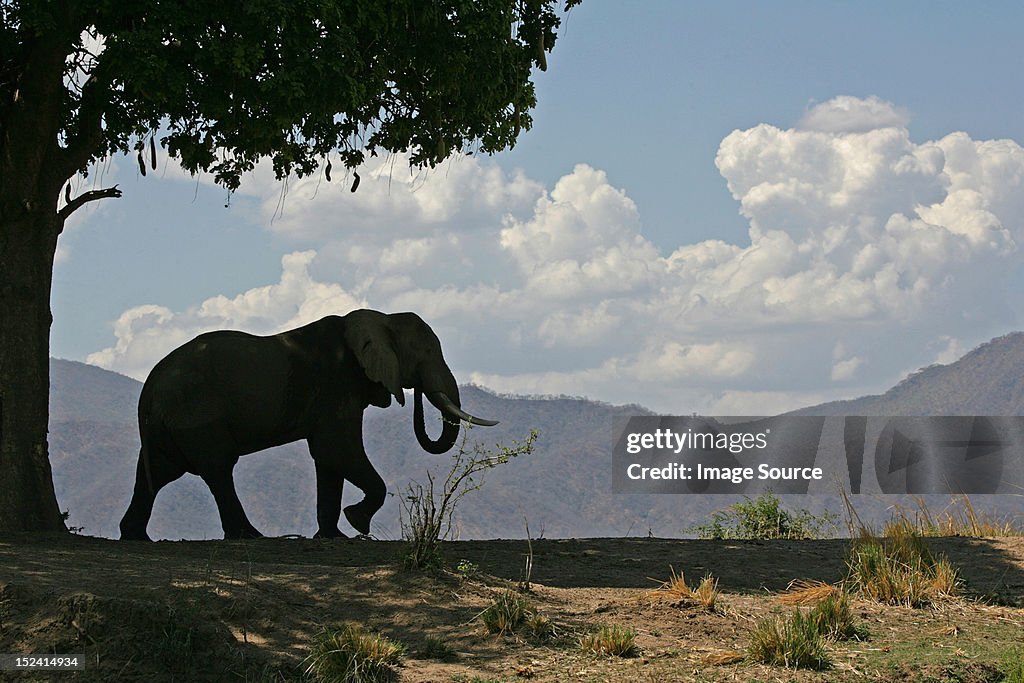 African elephant bull and sausage tree, Mana Pools, Zimbabwe