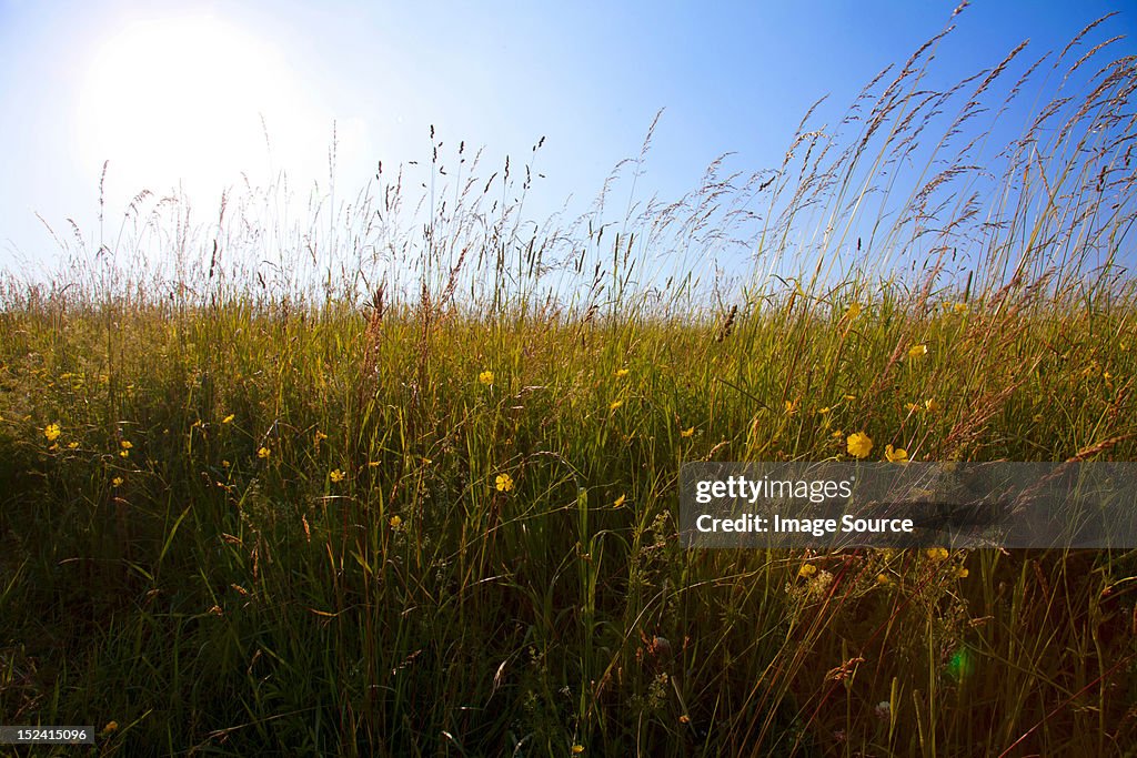 Sky and field of tall grass