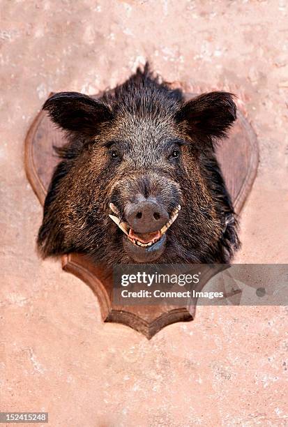 boar's head trophy on a wall - hunting trophy stock pictures, royalty-free photos & images