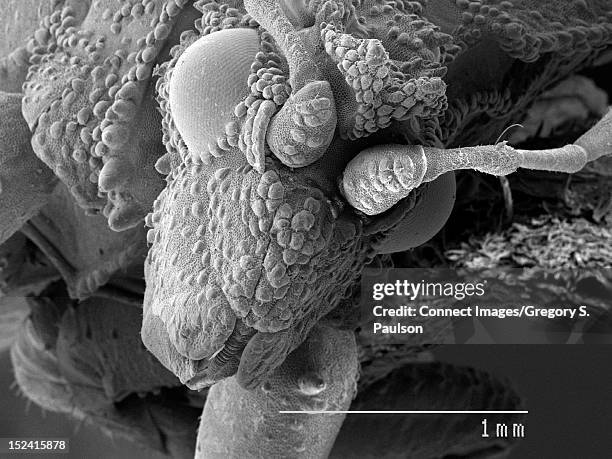 Eye Sem Photos and Premium High Res Pictures - Getty Images