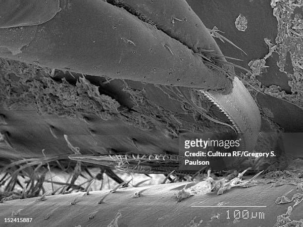 sem micrograph of a water bug proboscis - 吻 ストックフォトと画像
