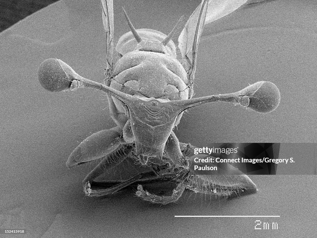 SEM Micrograph of a stalk eyed fly