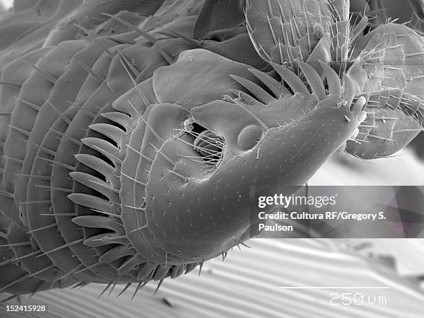 sem micrograph of a flea - elektronenmikroskopische aufnahme stock-fotos und bilder