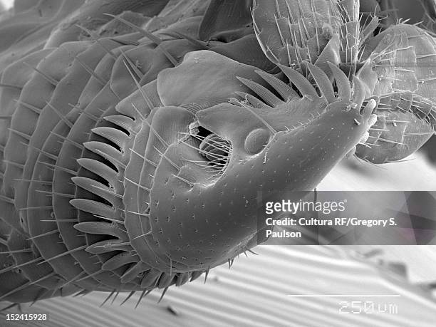 sem micrograph of a flea - electron microscope micrographs stock pictures, royalty-free photos & images