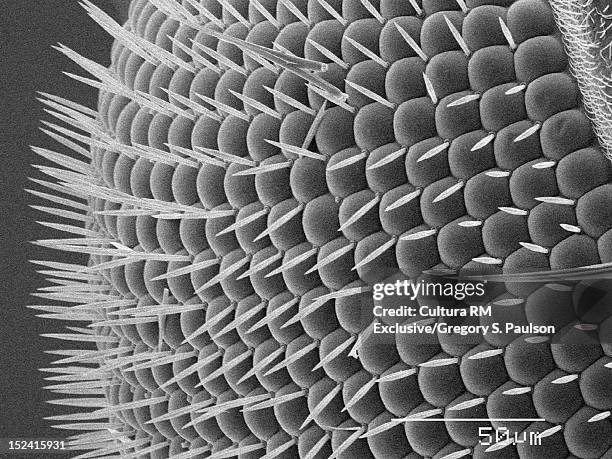 sem micrograph of a fruit fly eye - ojo compuesto fotografías e imágenes de stock