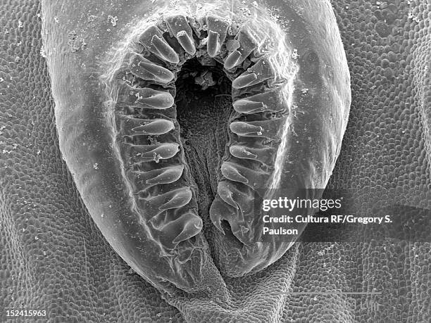 sem micrograph of a proleg of a caterpillar - bagworm moth 個照片及圖片檔