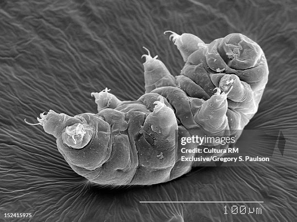 sem micrograph of a water bear - tardigrade stock pictures, royalty-free photos & images