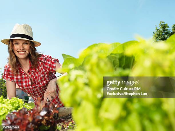 woman tending to garden outdoors - blue white summer hat background stock pictures, royalty-free photos & images