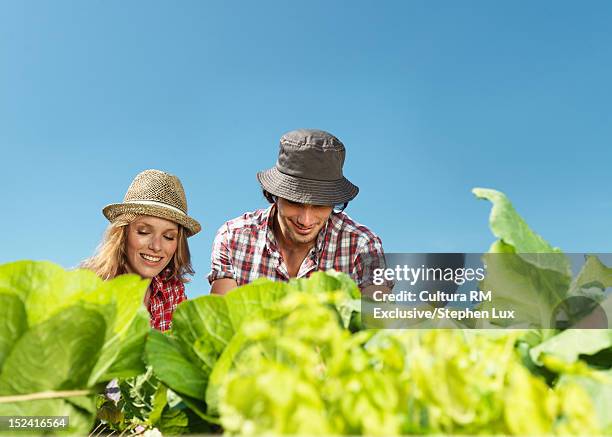 couple gardening together outdoors - blue white summer hat background stock pictures, royalty-free photos & images