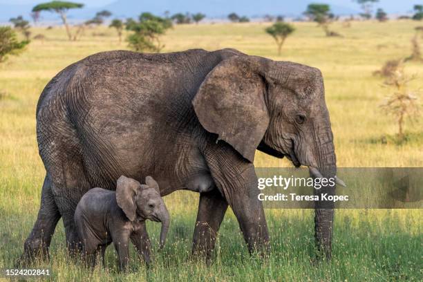 tiny baby african elephant calf and mother series - baby elephant walking photos et images de collection