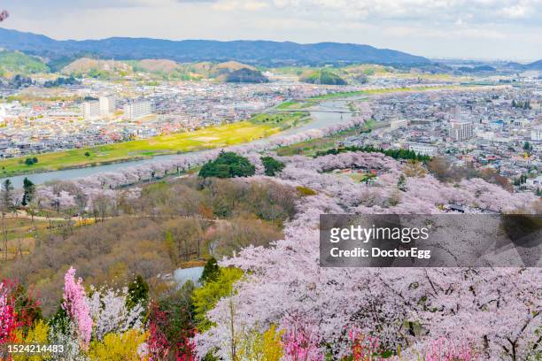 scenic view of cherry blossom trees and city from funaoka castle ruins park in springtime, funaoka, miyagi, sendai, japan - tohoku stockfoto's en -beelden
