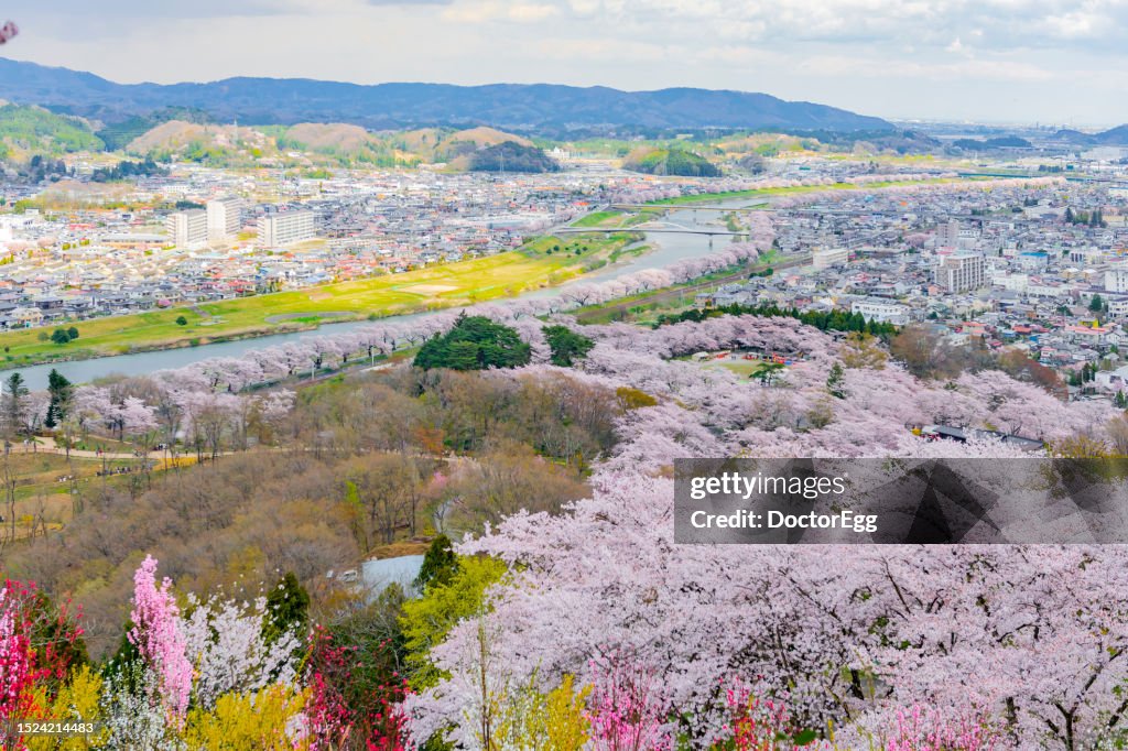 Scenic view of Cherry Blossom Trees and City from Funaoka Castle Ruins Park in Springtime, Funaoka, Miyagi, Sendai, Japan