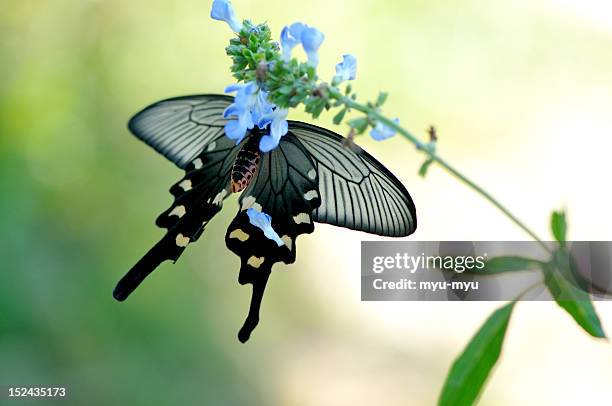 swallowtail butterfly - swallowtail butterfly stock pictures, royalty-free photos & images