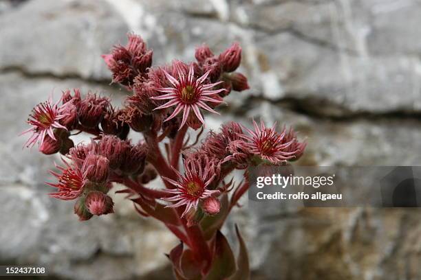 sempervivum montanum - sempervivum montanum stock pictures, royalty-free photos & images