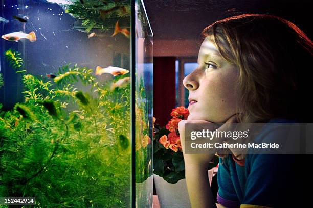 boy looking at fish - acuario fotografías e imágenes de stock