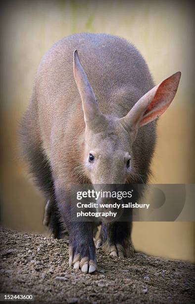 aardvark - porco formigueiro imagens e fotografias de stock
