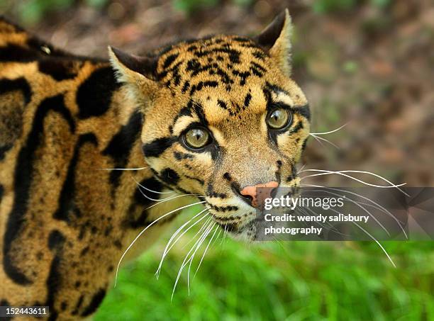 clouded leopard - nebelparder stock-fotos und bilder