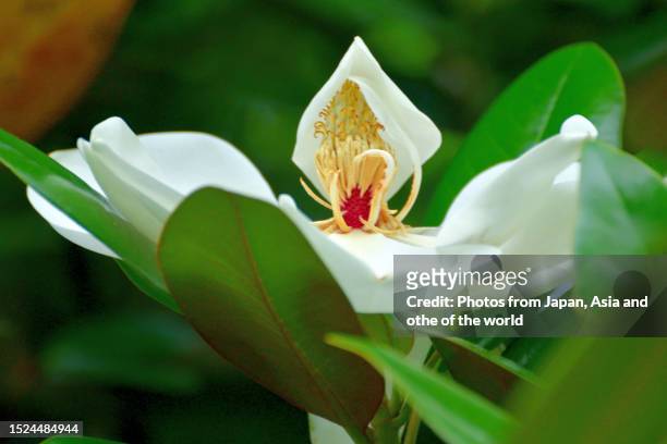 magnolia grandiflora / southern magnolia / bull bay flower - pistil stock pictures, royalty-free photos & images