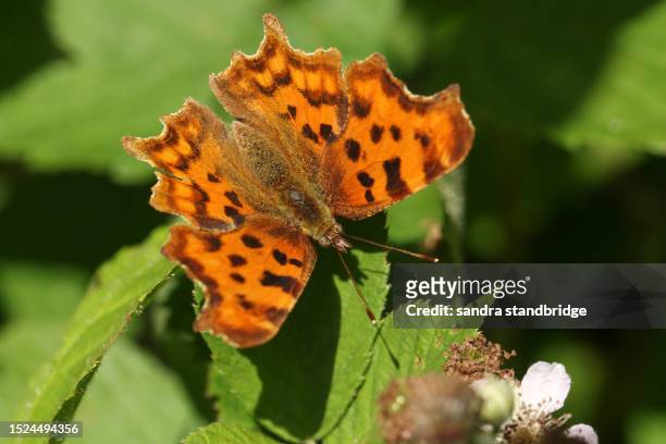 a pretty comma butterfly, polygonia c-album, perched on a bramble leaf with wingspreads. - comma butterfly stock pictures, royalty-free photos & images