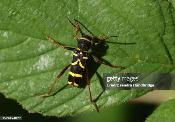 a pretty wasp beetle, clytus arietis, resting on a  leaf in woodland. - yellow perch stock-fotos und bilder