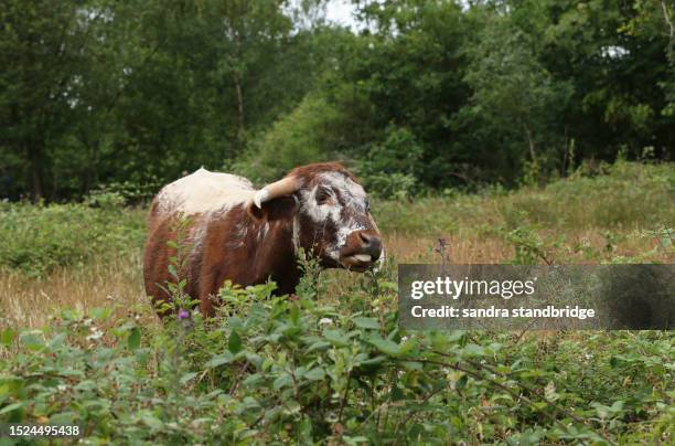 an english longhorn cow grazing in a meadow . - texas longhorns stock pictures, royalty-free photos & images