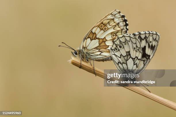 a mating pair of marbled white butterfly, melanargia galathea, resting on a plant stem in a meadow. - mating stock pictures, royalty-free photos & images