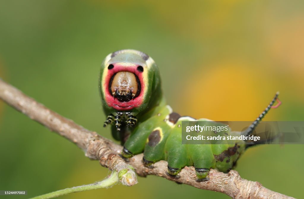A Puss Moth Caterpillar, Cerura vinula, feeding on an aspen leaf in woodland.