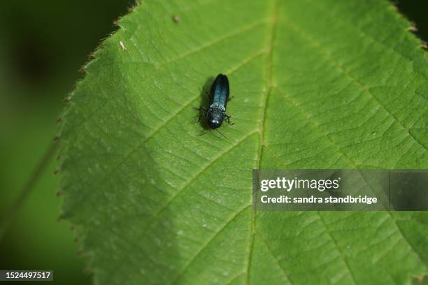 an oak jewel beetle, agrilus biguttatus, walking over a leaf in woodland. - sandra walker foto e immagini stock
