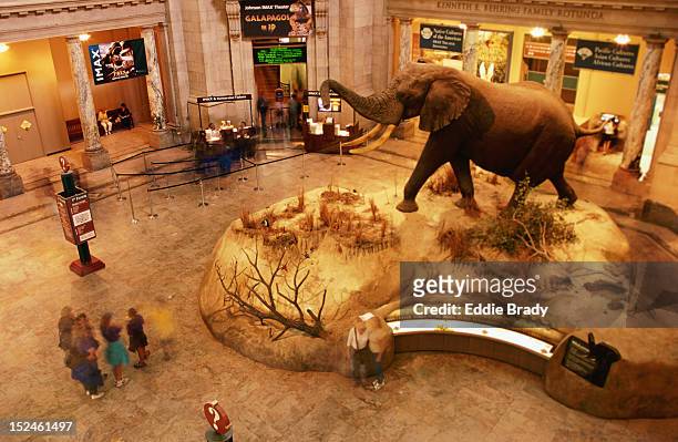 an african bull elephant greets visitors in the rotunda of the smithsonianãs national museum of natural history. - smithsonian institute stockfoto's en -beelden