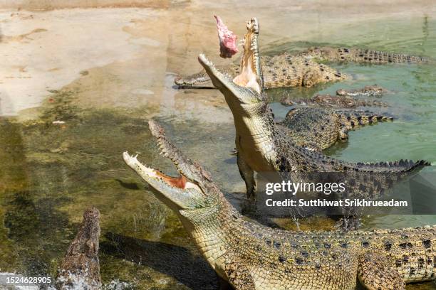 high angle view of crocodile feeding and fighting at farm - crocodile stock pictures, royalty-free photos & images