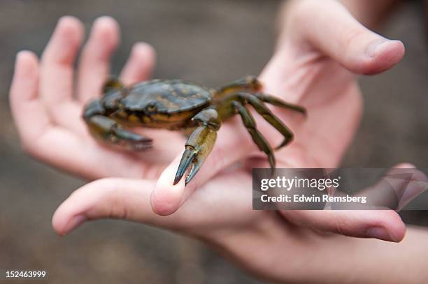 pinched - crab stock pictures, royalty-free photos & images