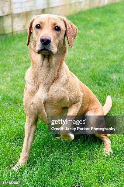 371,917 Dog Breeds Stock Photos, High-Res Pictures, and Images - Getty ...