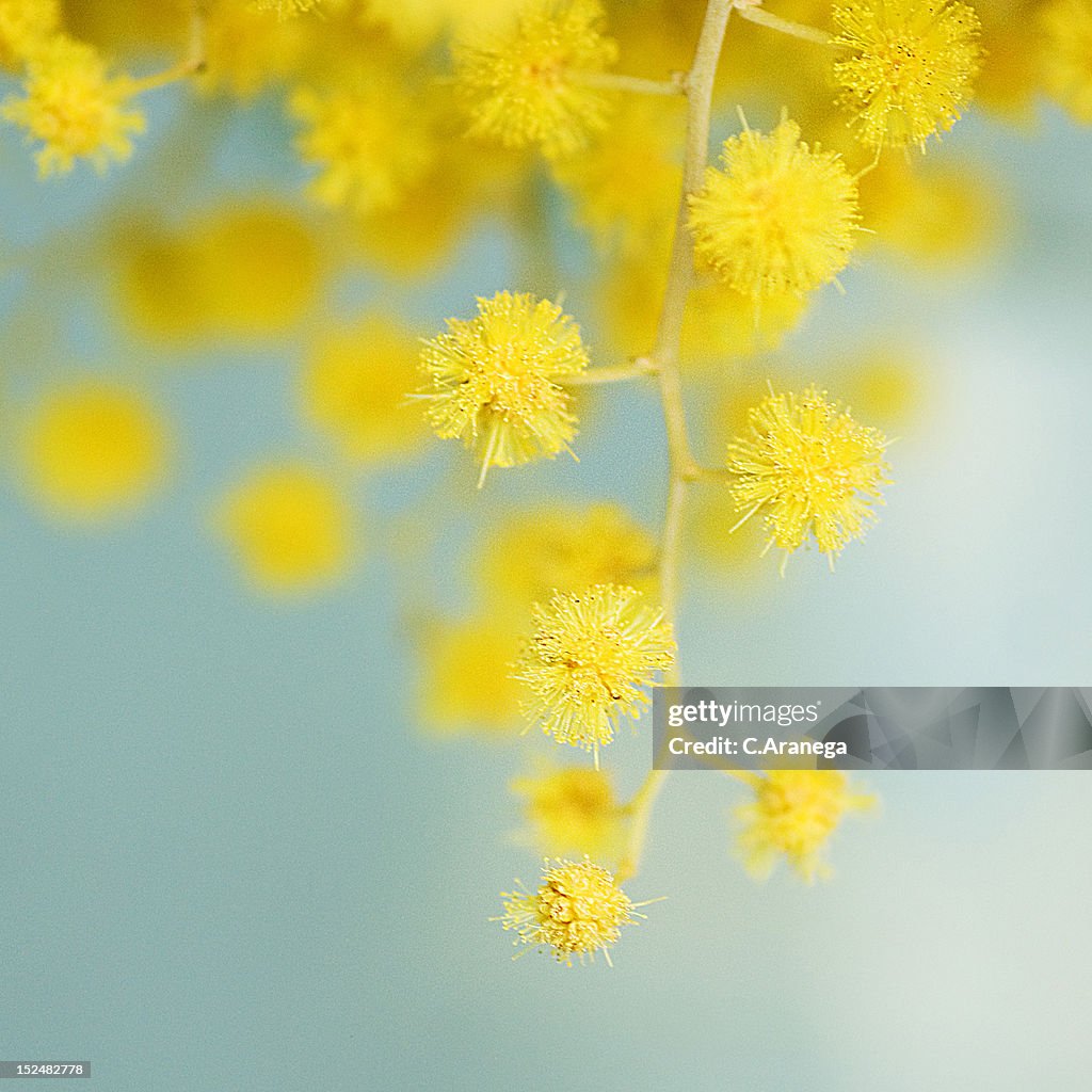 Mimosa flowers