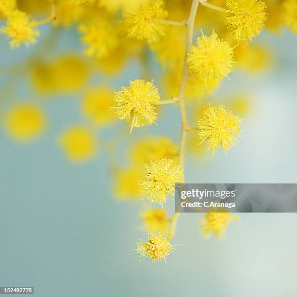 mimosa flowers - mimosa bildbanksfoton och bilder