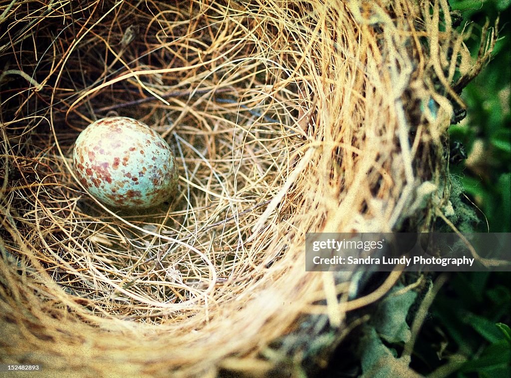 Blue egg in nest
